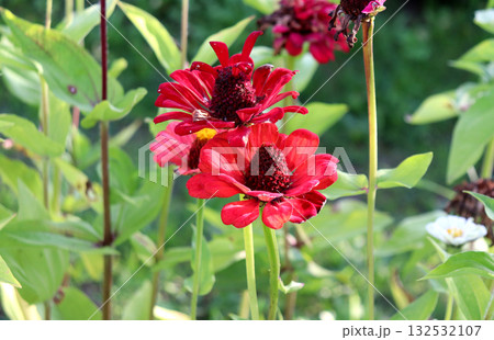 Fading red zinnia flowers in a flowerbed in an autumn garden 132532107