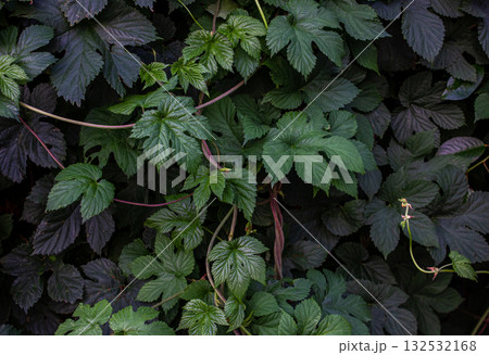 Green leaves of Humulus lupulus background. Hop leaves background. Humulus lupulus bush with leaves and climbing branches. Green leaves of Humulus lupulus background. Hop leaves background. Humulus lupulus bush with leaves and climbing branches. 132532168