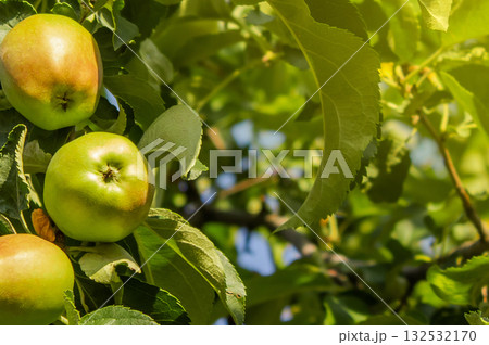Green apple on branch, close-up 132532170