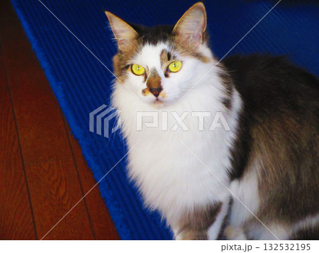 縞三毛猫のかわいらしい姿 132532195