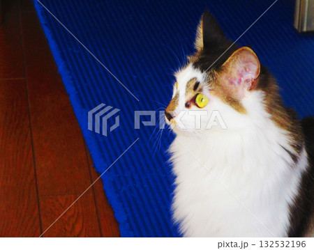 縞三毛猫のかわいらしい姿 縞三毛猫のかわいらしい姿 132532196