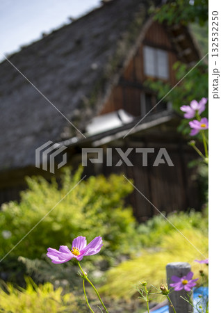 秋の白川郷合掌造りと咲き誇るコスモスの風景 秋の白川郷合掌造りと咲き誇るコスモスの風景 132532250