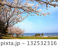 横須賀美術館・海の広場の桜の風景 132532316