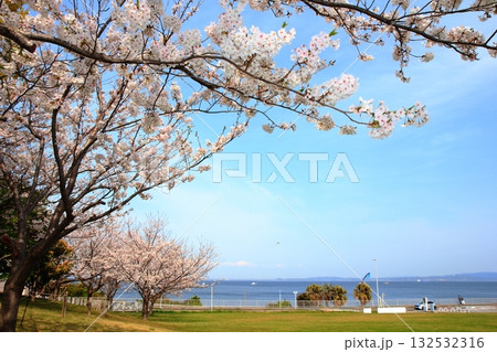 横須賀美術館・海の広場の桜の風景 132532316