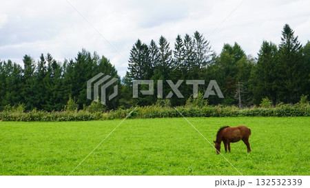 放牧地で草を食むポニーの赤ちゃん 132532339