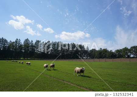 羊の行進 132532341