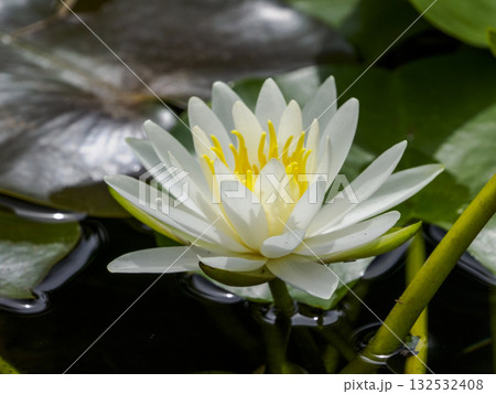 静かな池に咲く白い睡蓮と水面に映る美しい花 132532408