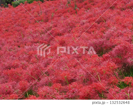 赤い絨毯 132532648