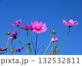 秋の青空に映えるコスモス 132532811