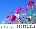 秋の青空に映えるコスモス 132532812