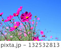 秋の青空に映えるコスモス 132532813