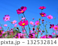 秋の青空に映えるコスモス 132532814