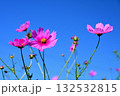 秋の青空に映えるコスモス 132532815
