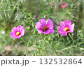 ピンク色のコスモスの花 132532864