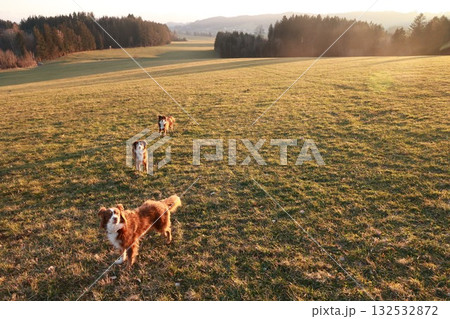 Three dogs are running in a field Three dogs are running in a field 132532872