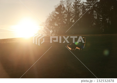 Dog is running in a field with the sun shining on it Dog is running in a field with the sun shining on it 132532878