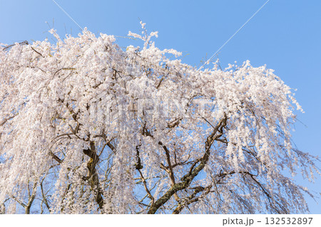 春の奈良　日本一の桜の名所　吉野山下千本　 132532897