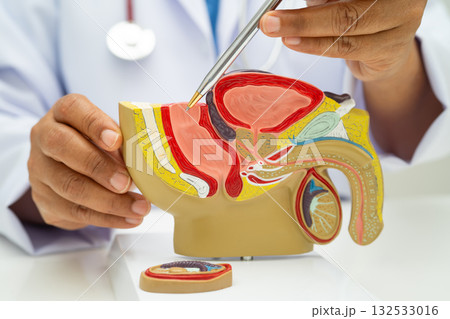 Male reproductive system, Asian doctor holding human anatomy model for study diagnosis and treatment in hospital. Male reproductive system, Asian doctor holding human anatomy model for study diagnosis and treatment in hospital. 132533016