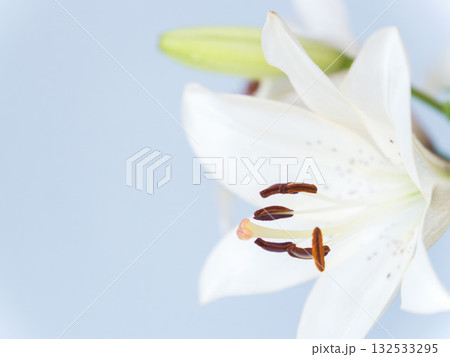 百合の白い花を青い背景でアップ撮影45 132533295