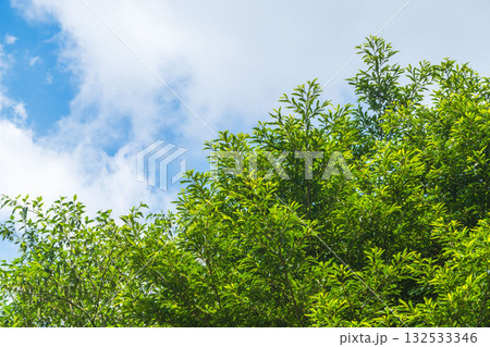 夏の空　夏山から見る青空と雲と山の木々71 132533346