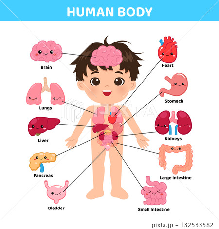 Cute Human Body Anatomy with organs information for kids education 132533582
