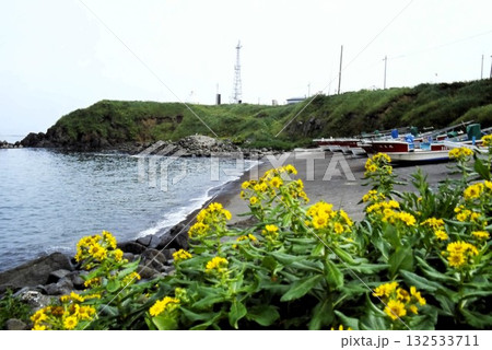 北海道根室市・納沙布岬　漁港と海岸に咲く花のある風景 132533711