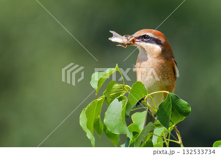 バッタを捕食するモズの雄 132533734