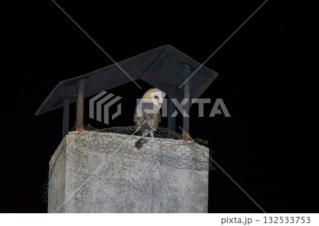 Barn Owl Perched on a Chimney at Night 132533753
