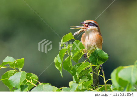 バッタを飲み込むモズの雄 132533854