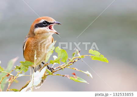 高鳴きするモズの雄 132533855