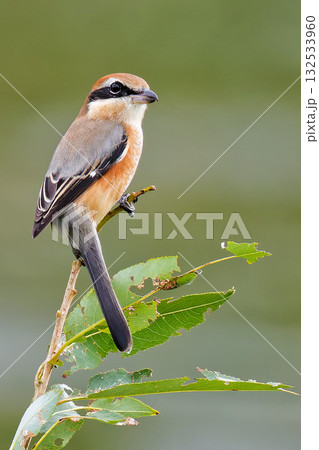 河原の枝に留まるモズの雄 132533960