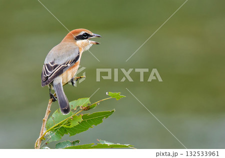 河原で高鳴きするモズの雄 132533961