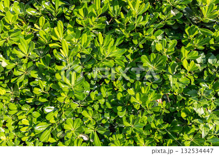 Dense green foliage of pittosporum plant with glossy leaves illuminated by sunlight 132534447