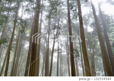 霧に包まれる森 霧に包まれる森 132534584