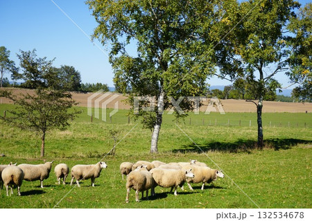のどかに草を食む羊 132534678