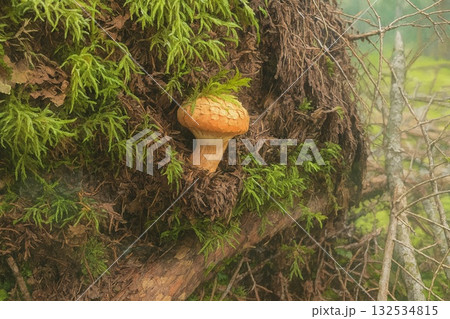 Wild Mushroom 木元のキノコ 自然の恵み一つ 132534815