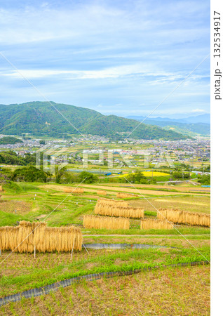 稲架掛けの風景と眼下に広がる善光寺平【姨捨の棚田】 稲架掛けの風景と眼下に広がる善光寺平【姨捨の棚田】 132534917