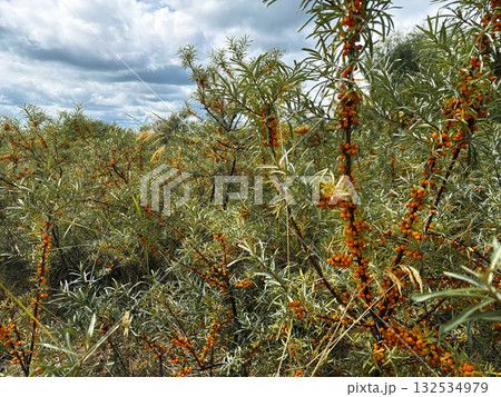 Sea buckthorn bushes and berries 132534979