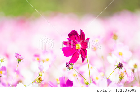 美しいピンクのコスモス 132535005