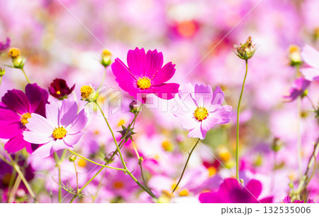 風に揺れるコスモス 132535006
