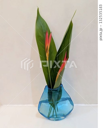 ヘリコニア アンドロメダ ヘリコニア アンドロメダ 132535183