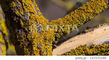 Common orange lichen Xanthoria parietina thriving on tree branches in a sunny coastal environment during late spring Common orange lichen Xanthoria parietina thriving on tree branches in a sunny coastal environment during late spring 132535280