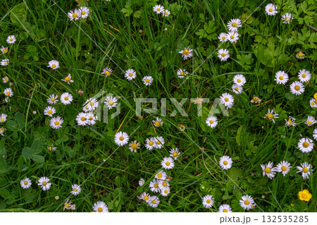 Common daisies bloom abundantly on a grassy lawn in spring creating a cheerful landscape filled with white petals and vibrant yellow centers 132535285