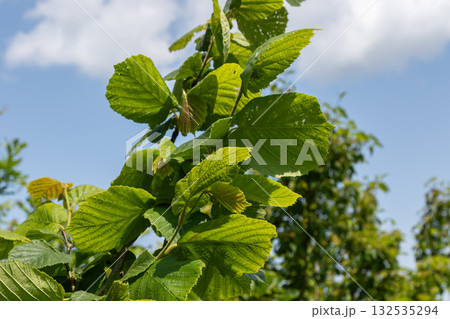 Growing Corylus avellana showcasing lush green leaves under a clear blue sky during a bright sunny day in early summer Growing Corylus avellana showcasing lush green leaves under a clear blue sky during a bright sunny day in early summer 132535294