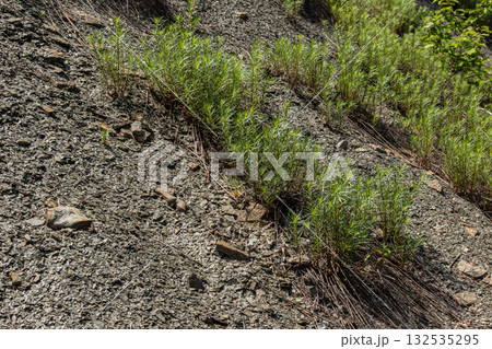 Fireweed flourishes on rocky slopes showcasing resilience and beauty in natural landscapes during summer months in North America 132535295