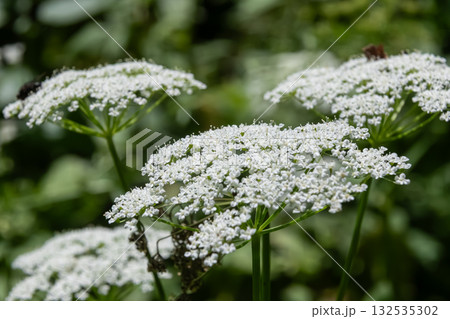 Ground elder flowers bloom in clusters under soft sunlight in a lush green landscape showcasing delicate white blossoms and an inviting natural habitat Ground elder flowers bloom in clusters under soft sunlight in a lush green landscape showcasing delicate white blossoms and an inviting natural habitat 132535302