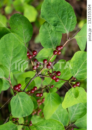 Lonicera xylosteum bush with vibrant red berries showcased in a natural setting during late spring 132535304