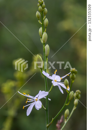 Branched St Bernard's-lily showcases delicate white flowers and green buds against a blurred natural background in a vibrant garden setting 132535309
