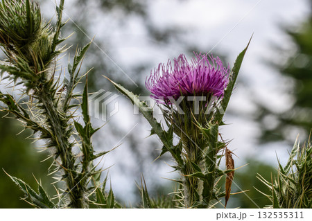 Spear thistle blooms vibrantly in a natural setting showcasing unique features and textures during a serene afternoon 132535311