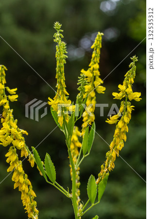 Yellow sweet clover flowers display bright yellow blooms against a green background in a natural setting during late spring 132535312